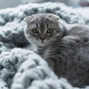 Meet your Posher, Ebo